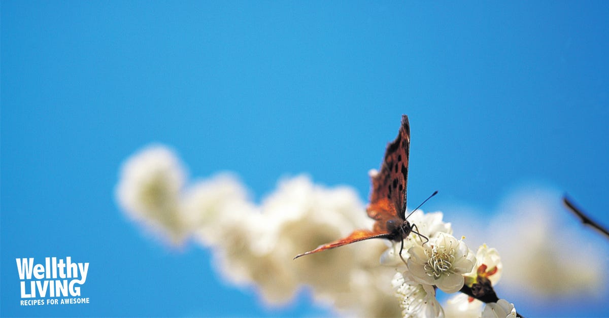 Transforming change and stress into opportunity (how to be a butterfly