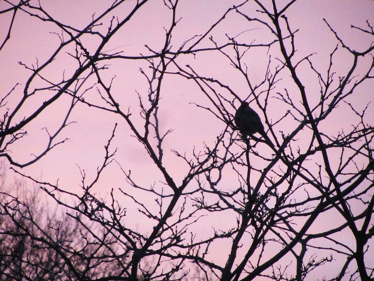 Sunrise — April 22. This was not a really colourful… by Louise