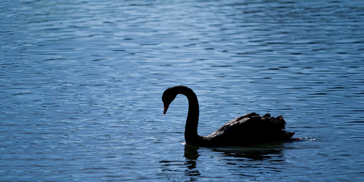 Fighting the Black Swan in Your Oil and Gas Career | by Garima Gayatri |  Energy Clique | Medium