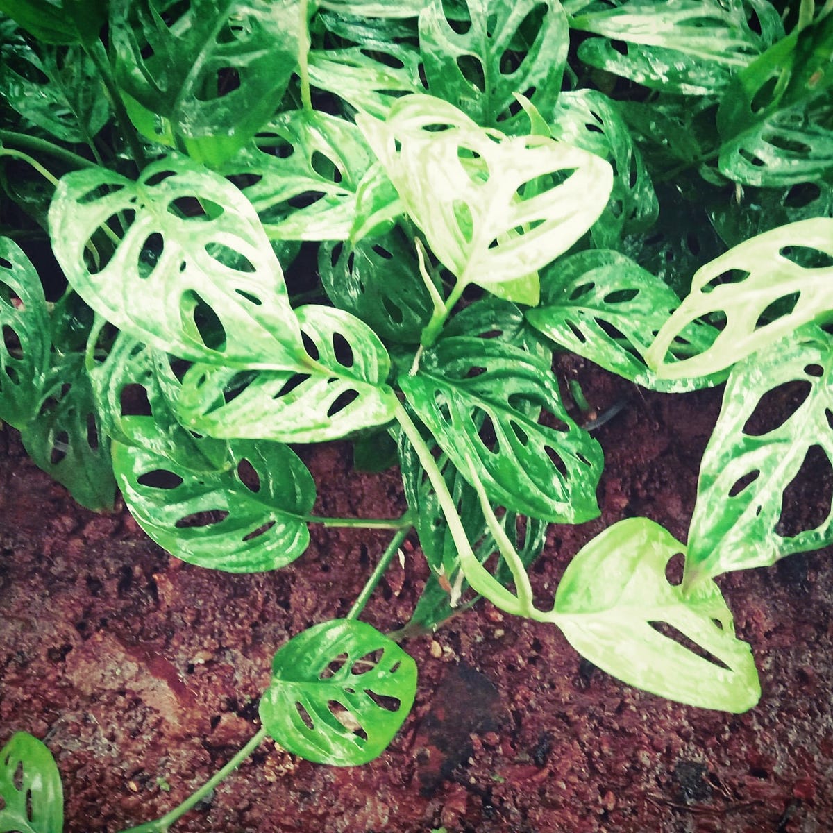 Plant Propagation for plant lovers… - Hrishikesh Sherikar ...
