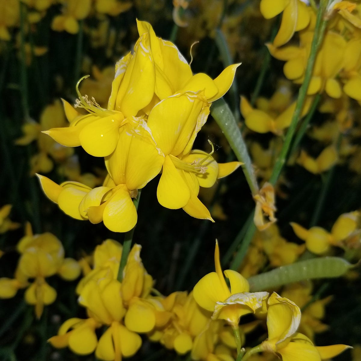 Spanish Broom Credit Kay Ward Spanish broom blossoms in Albuquerque