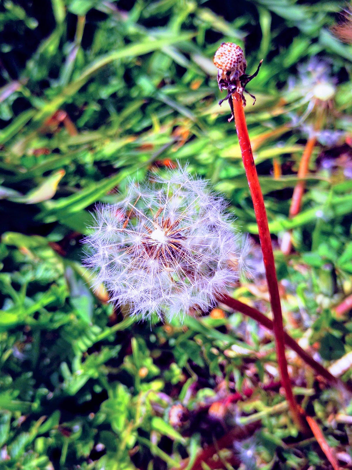 Dandelion Poem. This poem was inspired by a photo I… by Marta