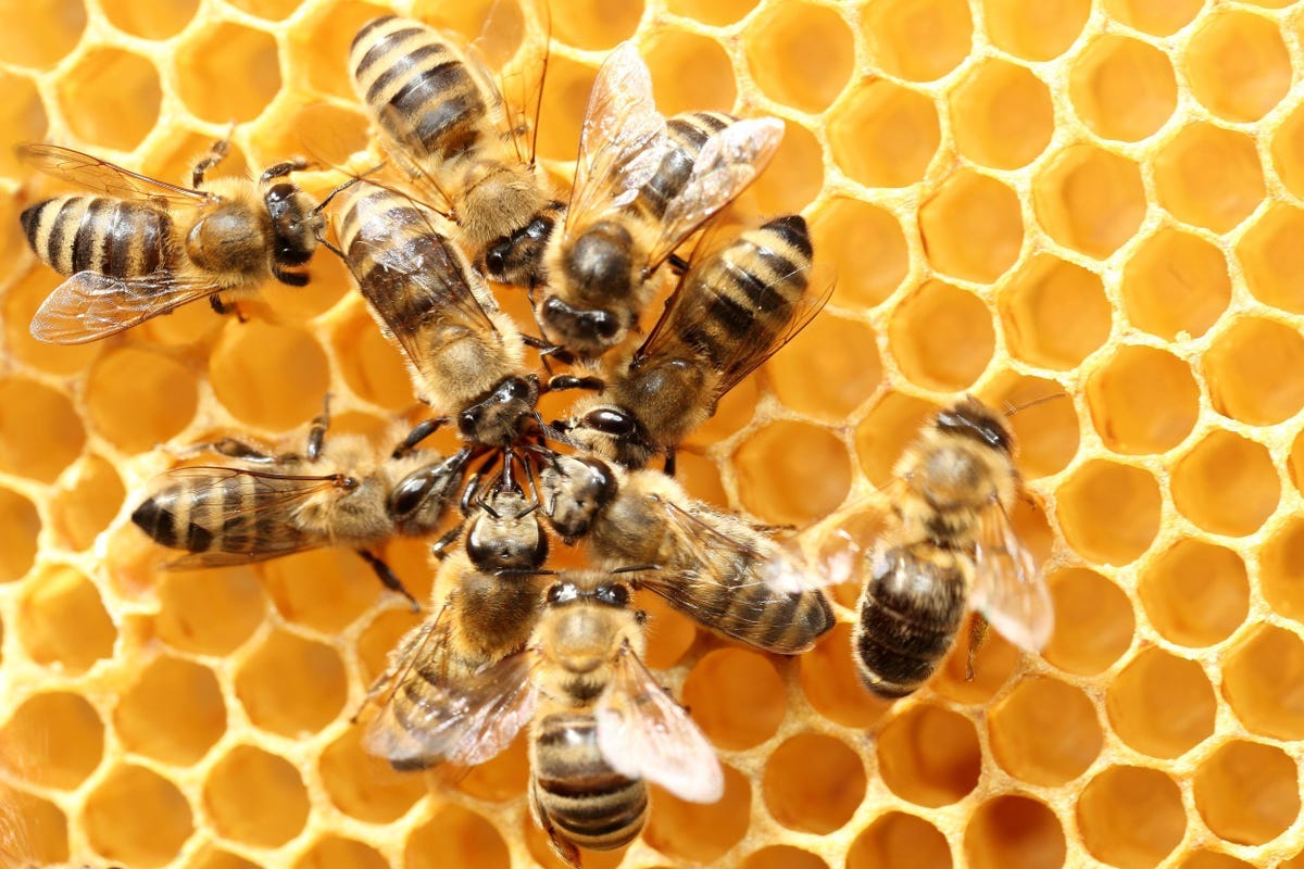 Why Do Bees Make Their Hexagonal? by Alper Aslan Medium