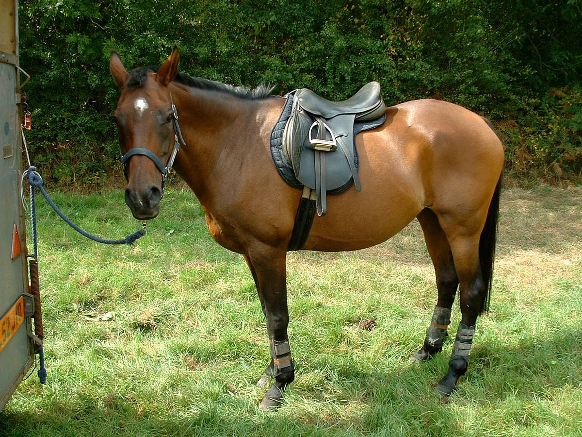 Our Horse Died Today. She was a member of our family for 27… by David