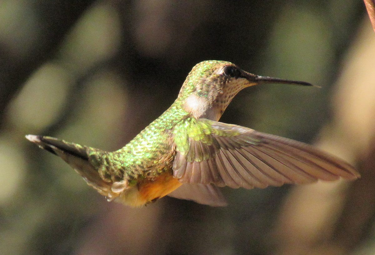 Article about hummingbirds picture