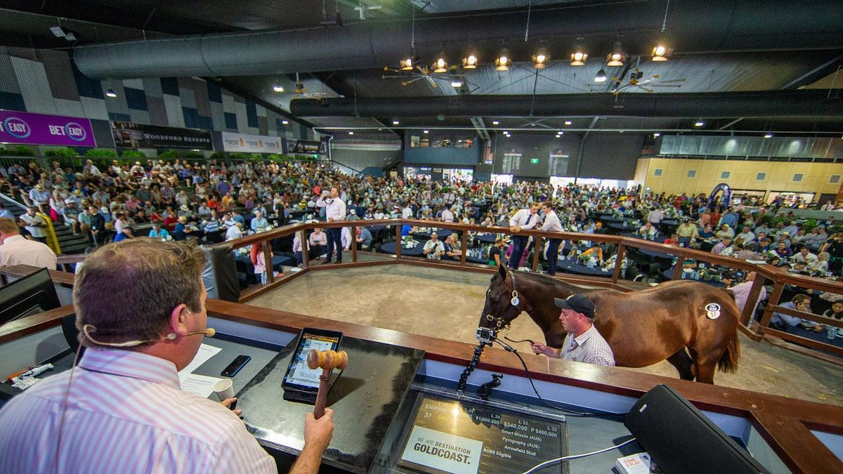 Magic Millions Gold Coast Yearling Sale — Preview Day Two