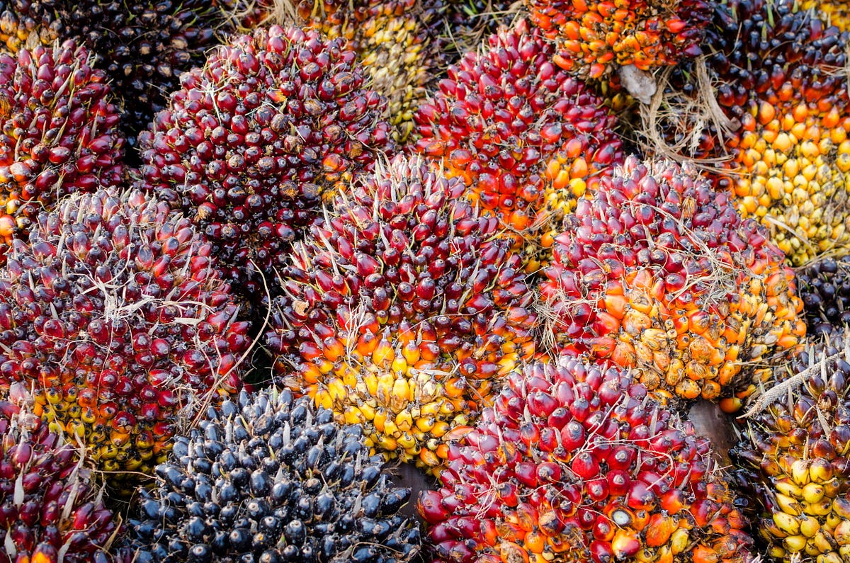 The worldâ€™s most recent agricultural revolution? Oil crops.