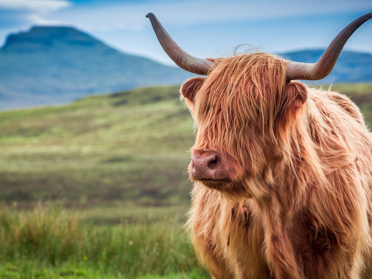 Ox Tail Animal : Oxtail Animal Science / Battle oxtail with my partner