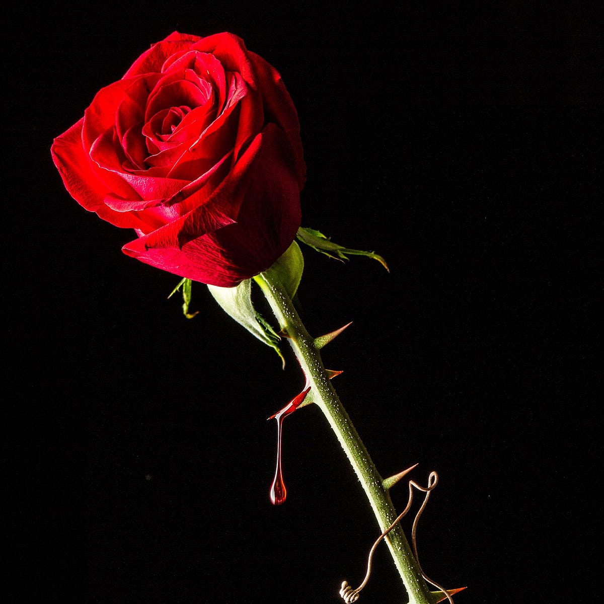 Rose/Thorn. A Woman you see once in a life time… by Chris Toomer Medium