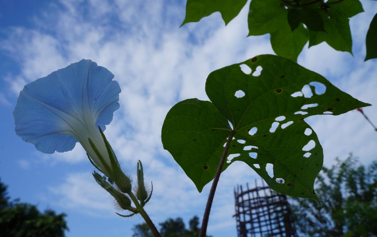 Why are they called Morning Glories? by Joellen Anderson Medium