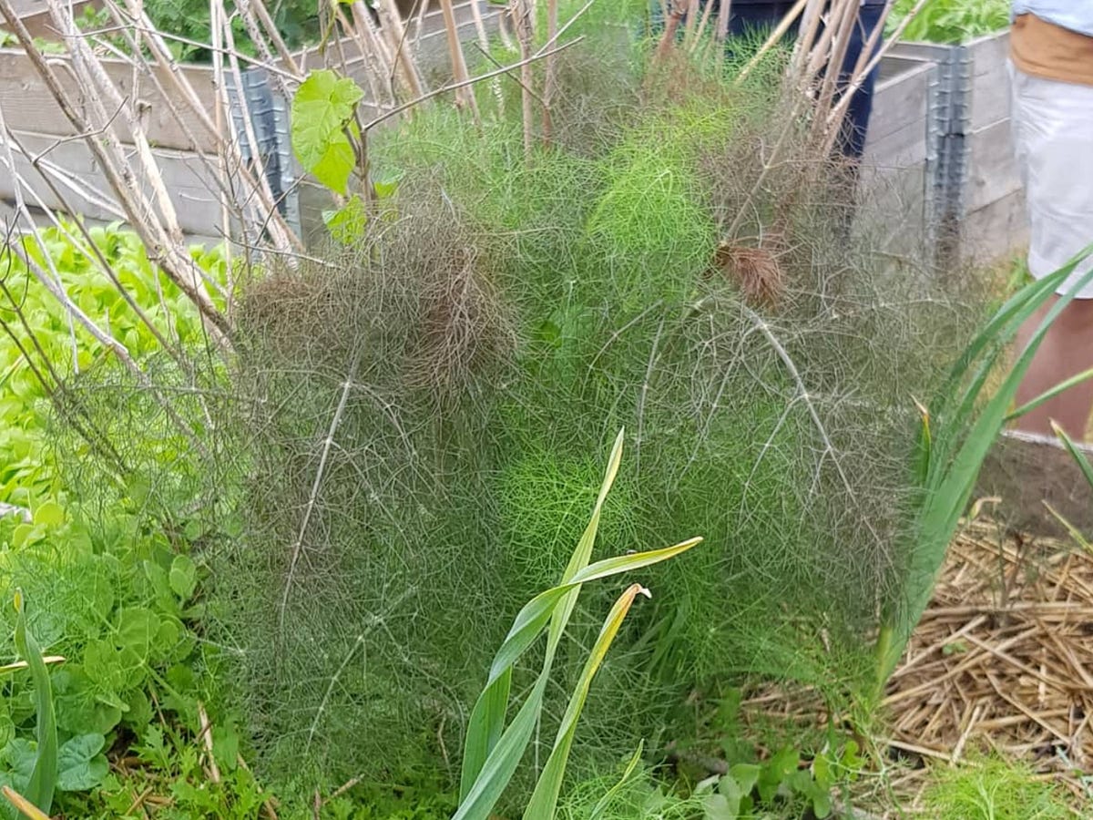 What’s Bronze Fennel?. Everything you need to know about the… by Eat