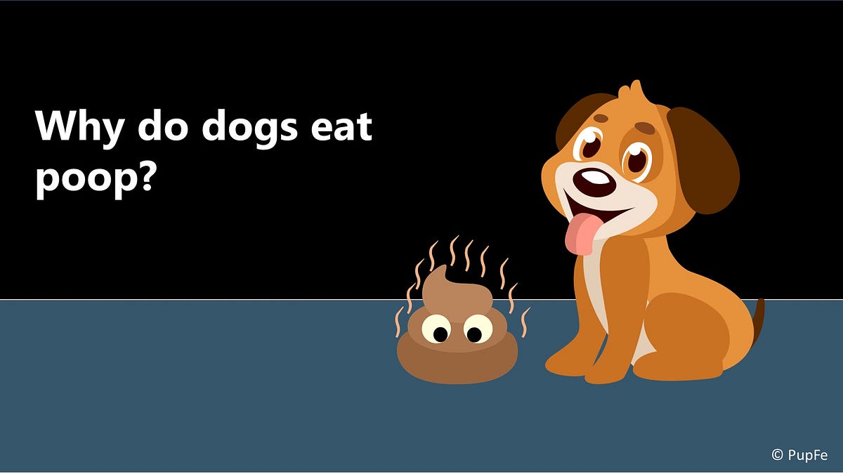 Dog Training & Behavior Why do dogs eat poop and what to do about it