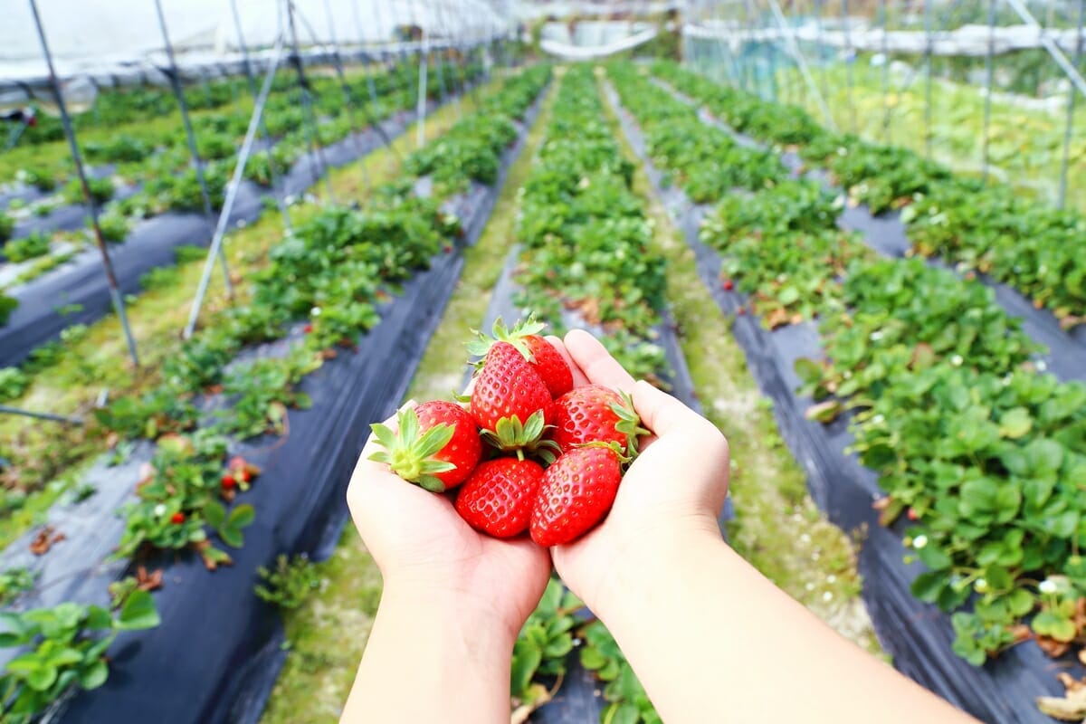 Strawberry Farm Near Melbourne See More...