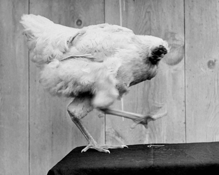 This Chicken Lived For 18 Months Without A Head | by Diamond Brown |  OMGFacts | Medium
