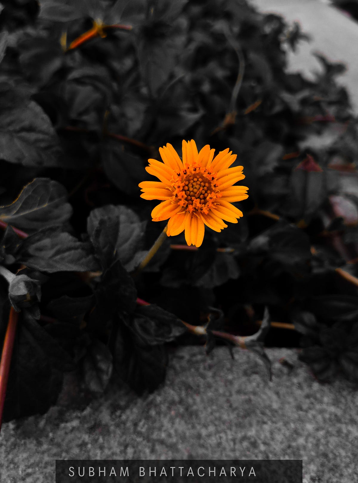 Standing out of the crowd. Back yard photography. by Subham