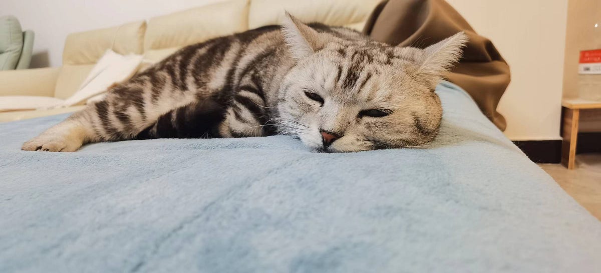 10 Things To Make Your Senior Cat Live Longer And Happier! by Raphael