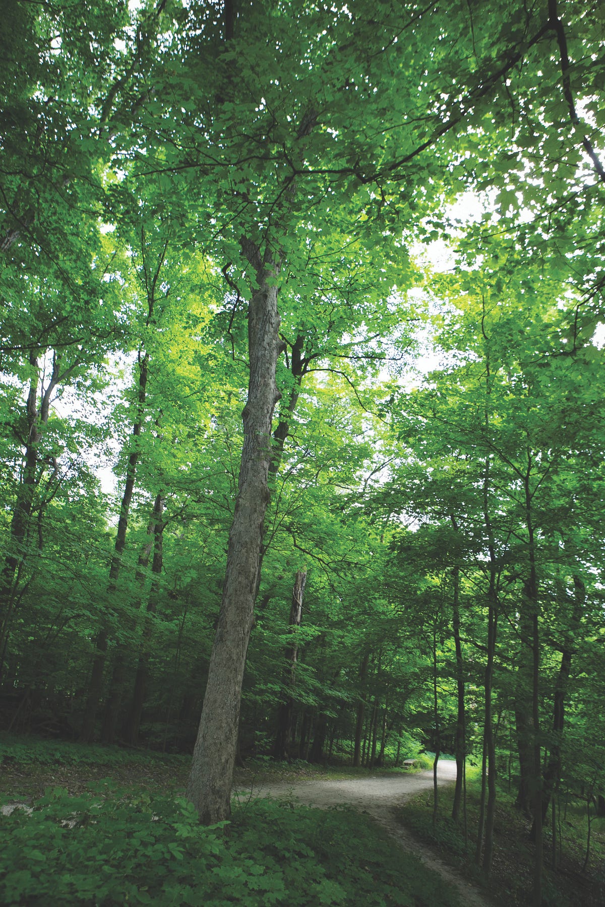 Forest Preserves of Cook County Fiscal Year 2020 Executive Budget