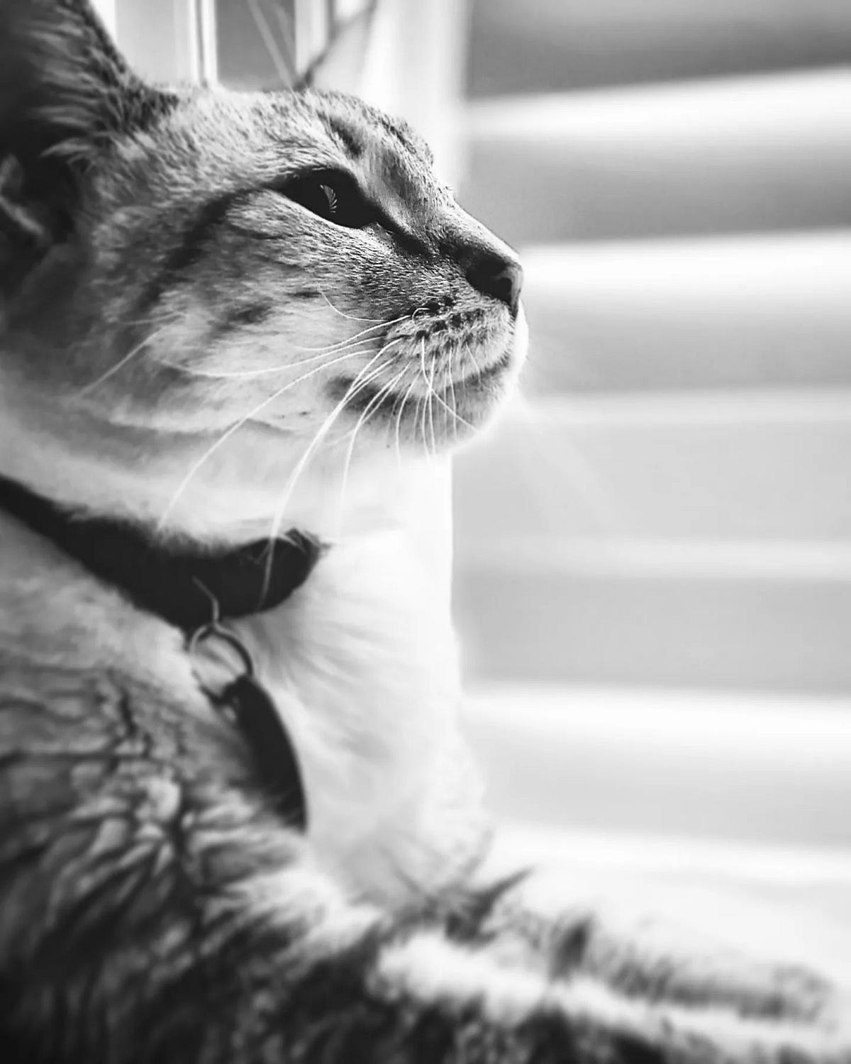 There’s Nothing Like Waking up to the Sound of a Cat Throwing up by