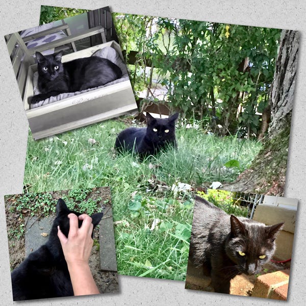 photo collage of our neighborhood black cat who stalks me as I return from work every day in order to greet me at the door.