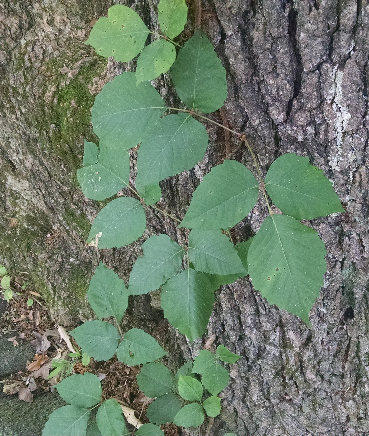 Poison Ivy or Beech Saplings?. Raise your hand if you're ...