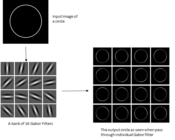 Through The Eyes of Gabor Filter. The Gabor filter, named after Dennis… |  by Anuj shah (Exploring Neurons) | Medium