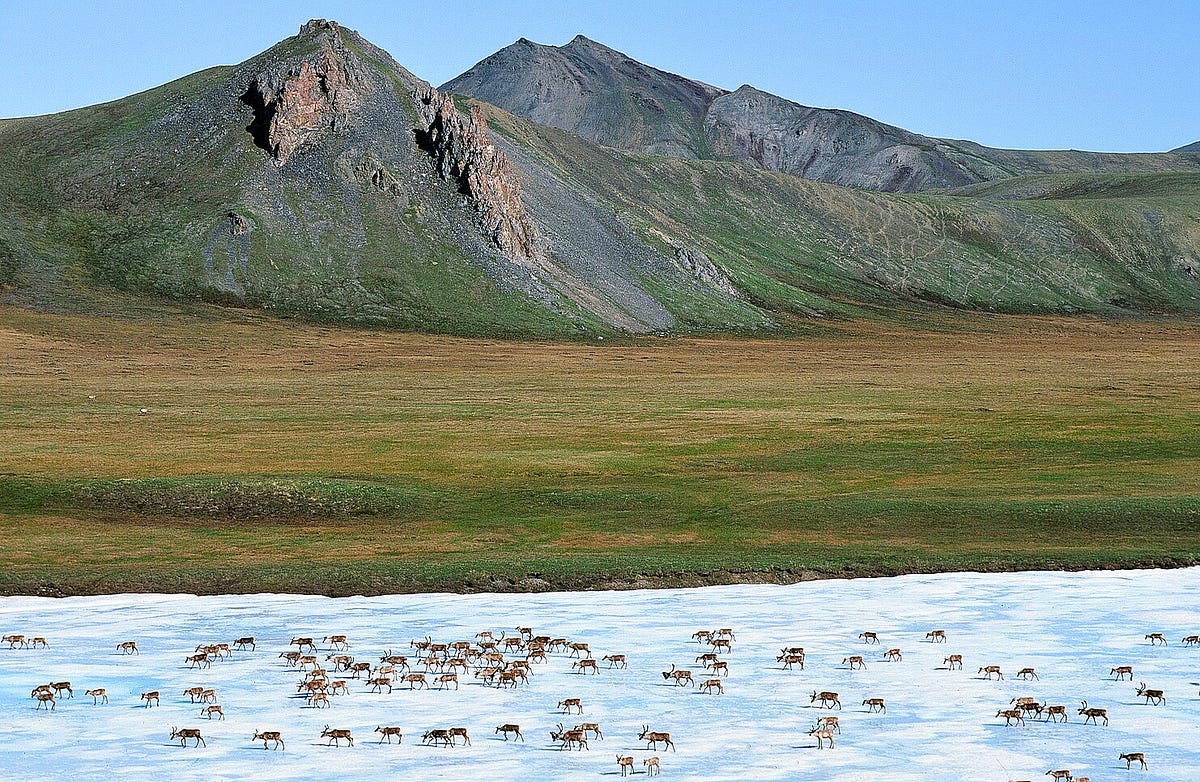 A Journey Through The Arctic National Wildlife Refuge | By Defenders Of ...