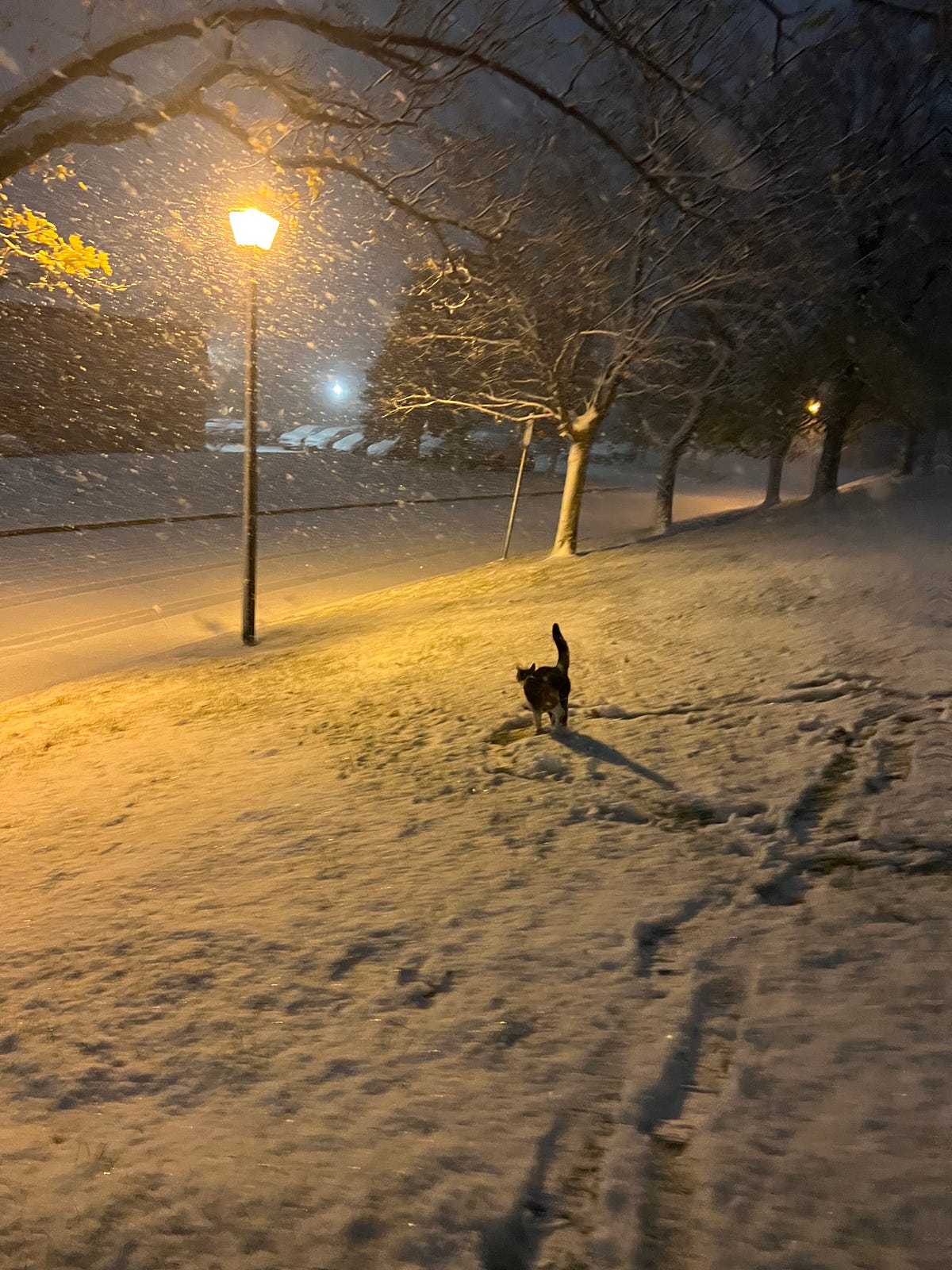 White Walls out the Window. I hear the pain in her extended meows… by