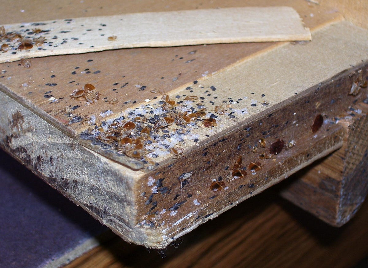FOUR STEPS TO EFFECTIVE BED BUG INSPECTION by Affordable Bed Bug