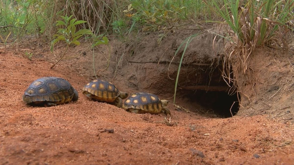 First Steps Gopher tortoise hatchlings indicate relocation success