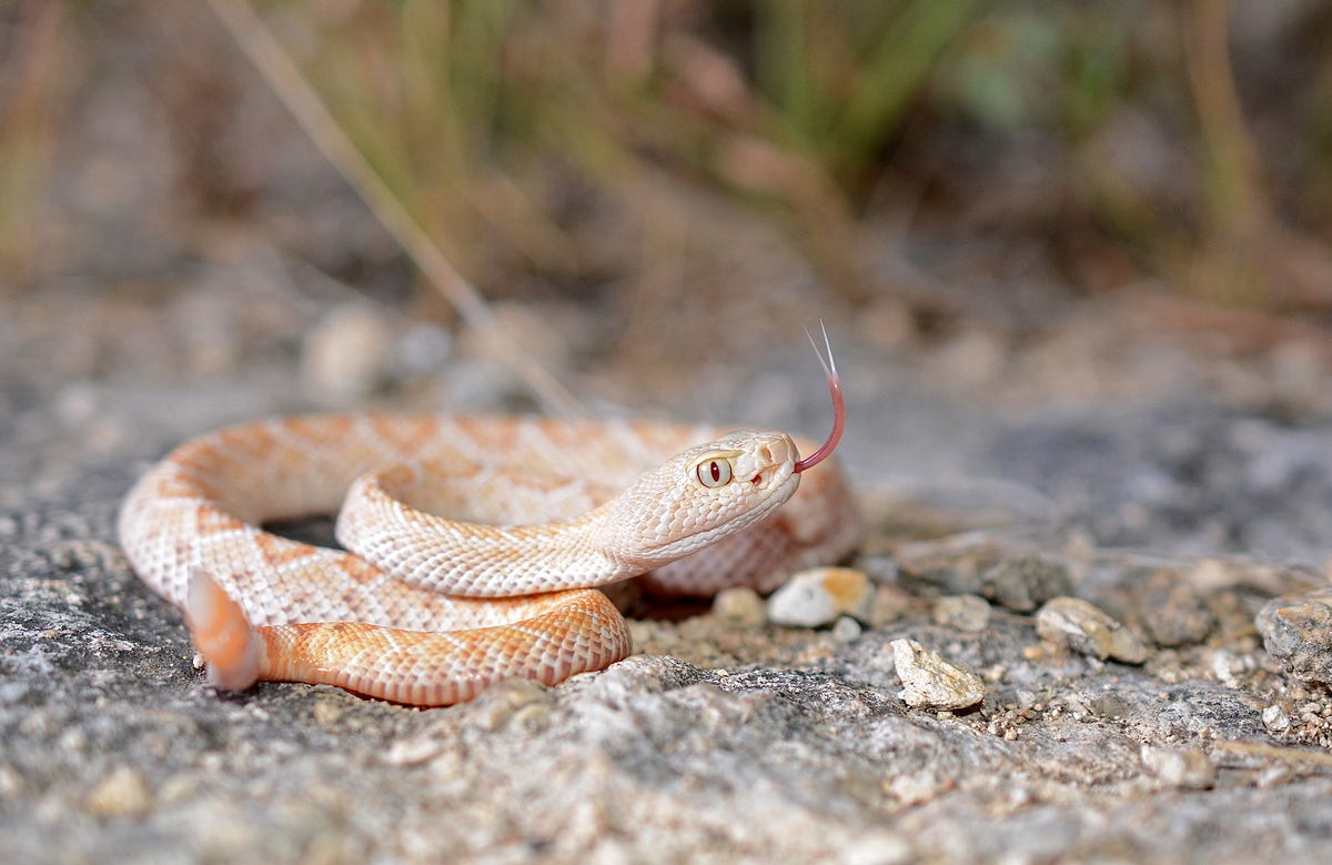 how much benadryl to give a dog for snake bite