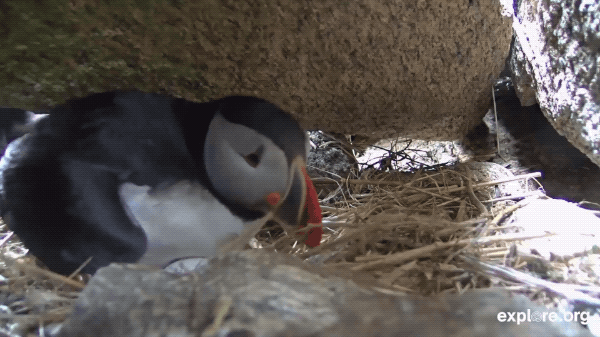 explore bird cam