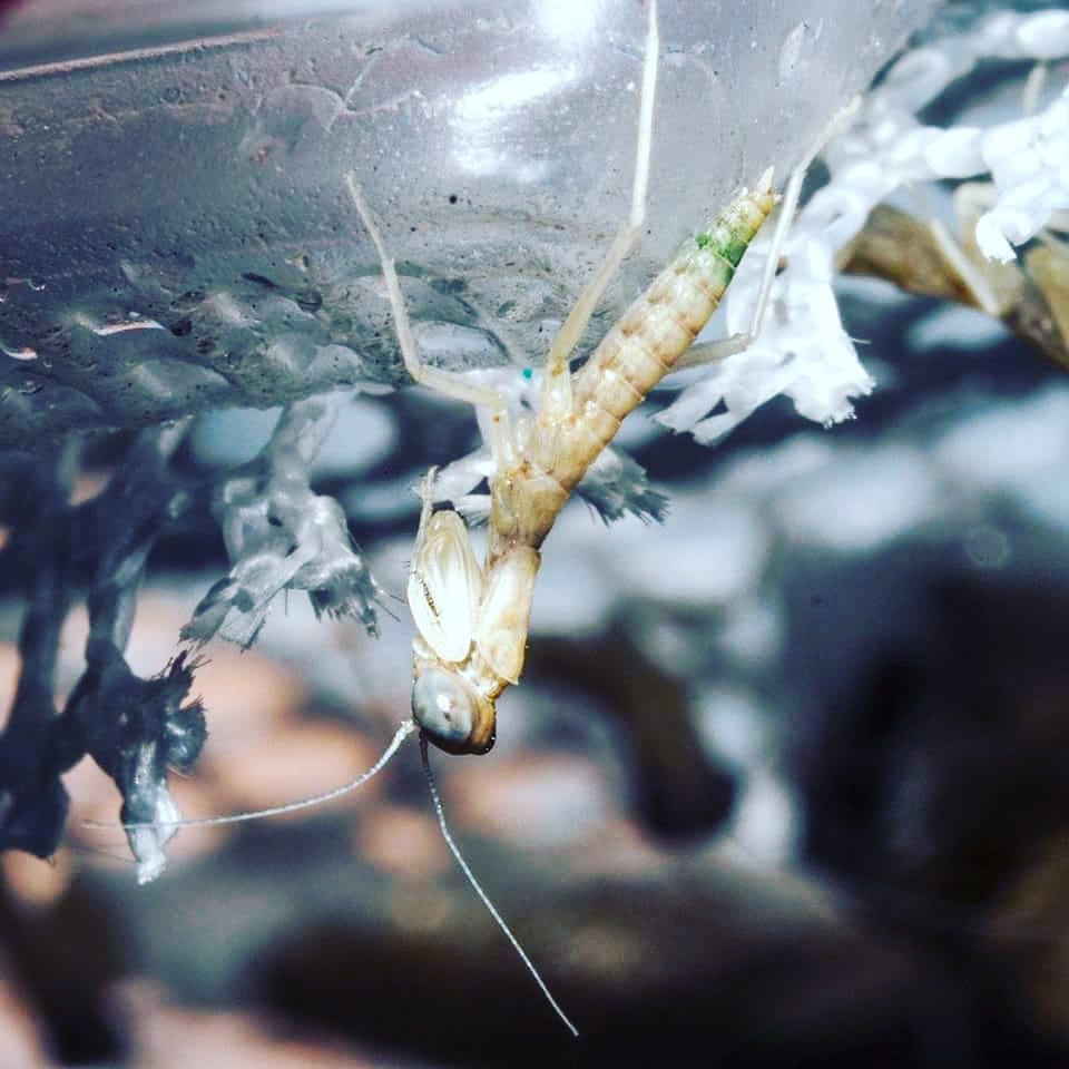 Tarachodulapantherina Mantis カマキリ 蚱蜢螳 生まれたばかりの小カマキリ 体はまた白い By Good Fish Medium Tarachodulapantherina Mantis カマキリ 蚱蜢螳 生まれたばかりの小カマキリ 体はまた白い By Good Fish Medium