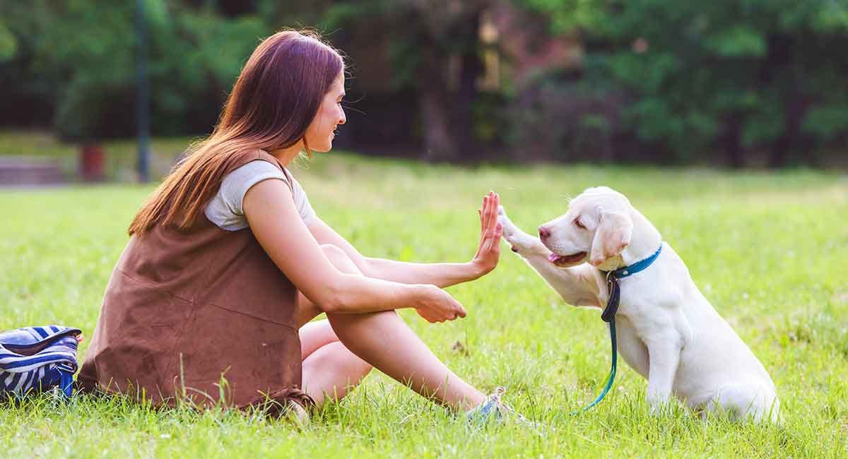 How to Discipline a Puppy | Medium