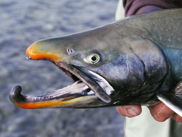 A Dolly Varden with a hooked lower jaw
