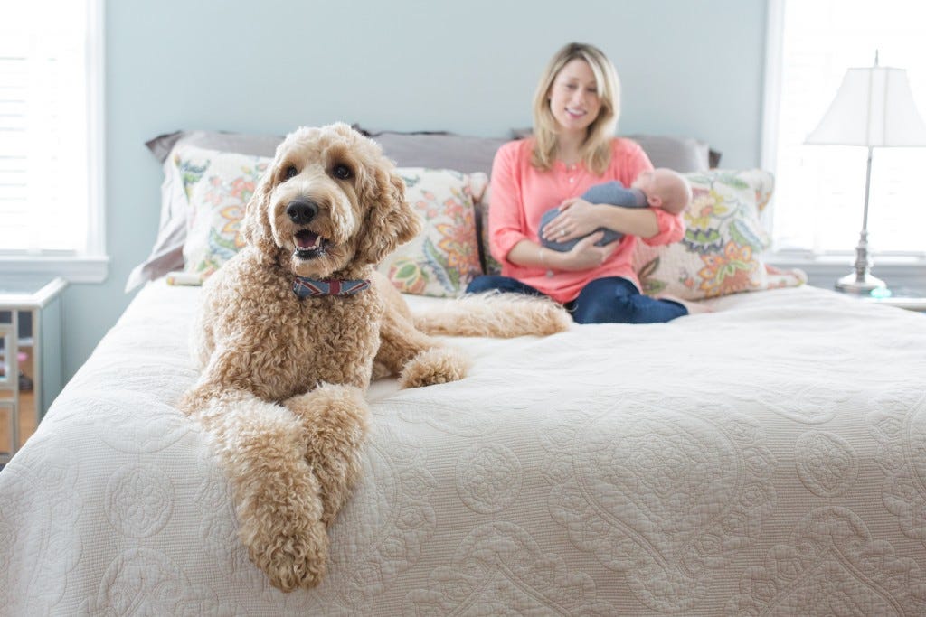 medium chocolate labradoodle