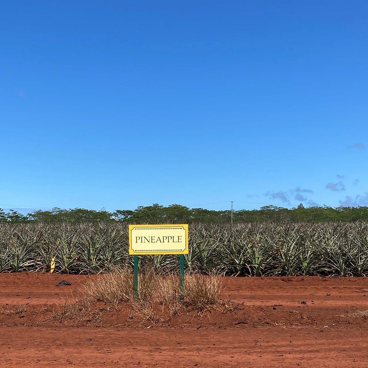 Pineapples Don’t Grow on Trees. What I’m learning on vacation by