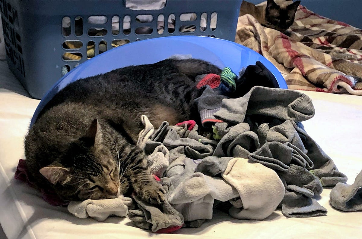 Sleeping Cats Writing Prompt. Cats sleep in the strangest places and