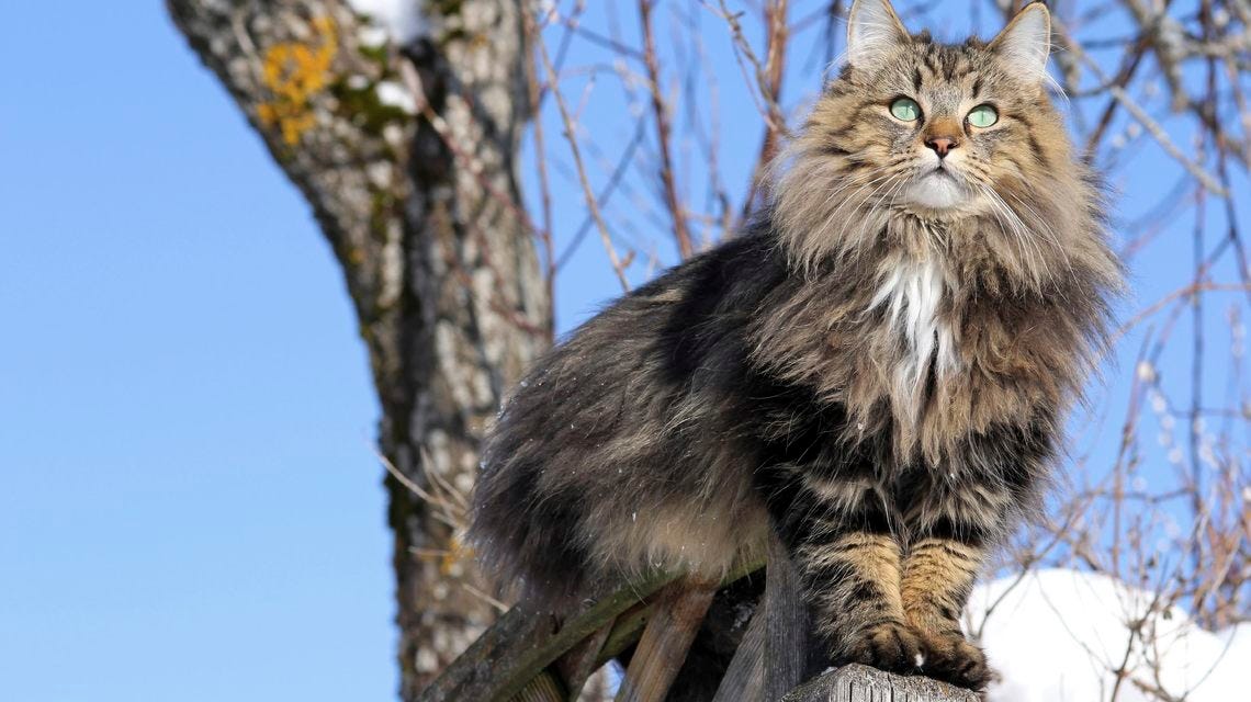 Get To Know The Norwegian Forest Cats One Of The Most Majestic Creatures By Alma J Medium