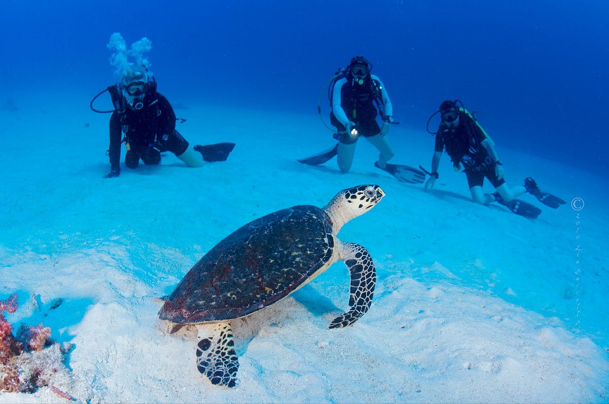 similan diving safaris padi 5 star dive center