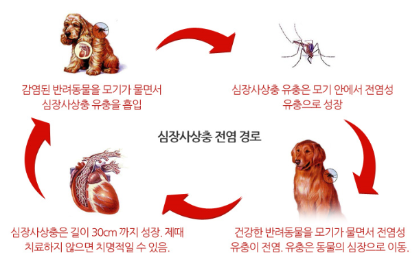 심장사상충 개론. 반려동물과 함께 사시는 분들한테 여름은 매우 무서운 계절입니다. 바로… | by Heymilo | Medium