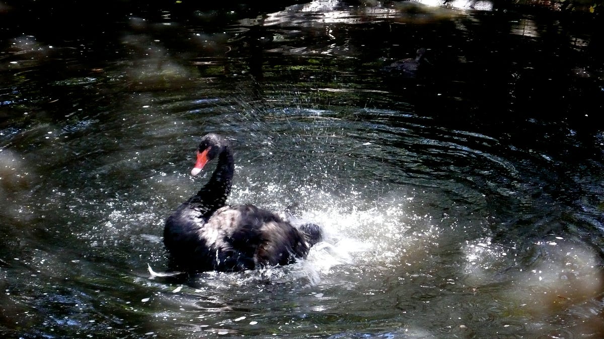 On black swans, and experts | Dan Hill | Dark Matter Trojan | Medium