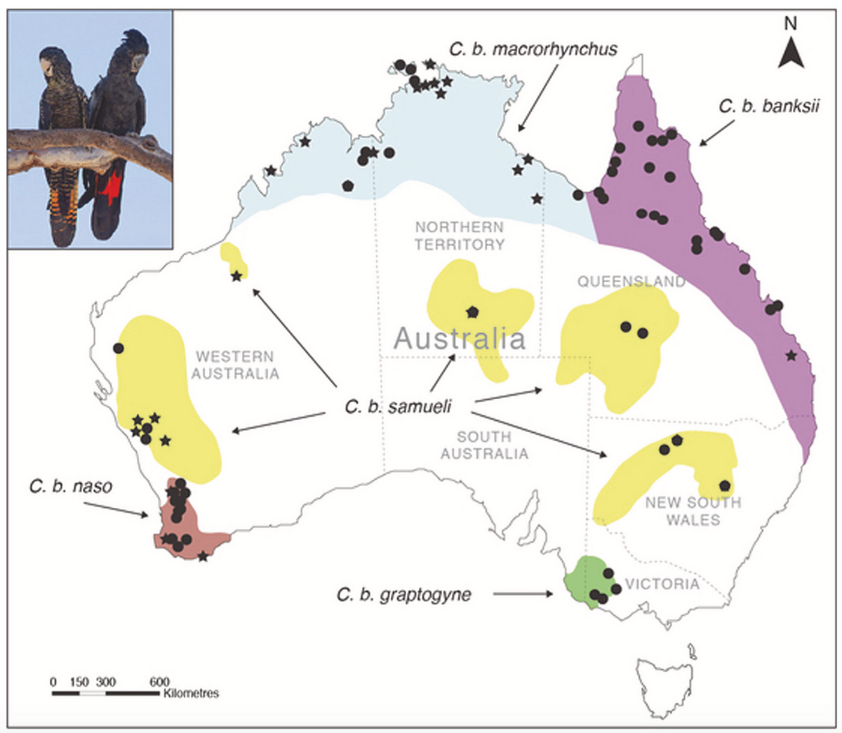 Hidden In Plain Sight: New Cockatoo Subspecies Identified In Australia