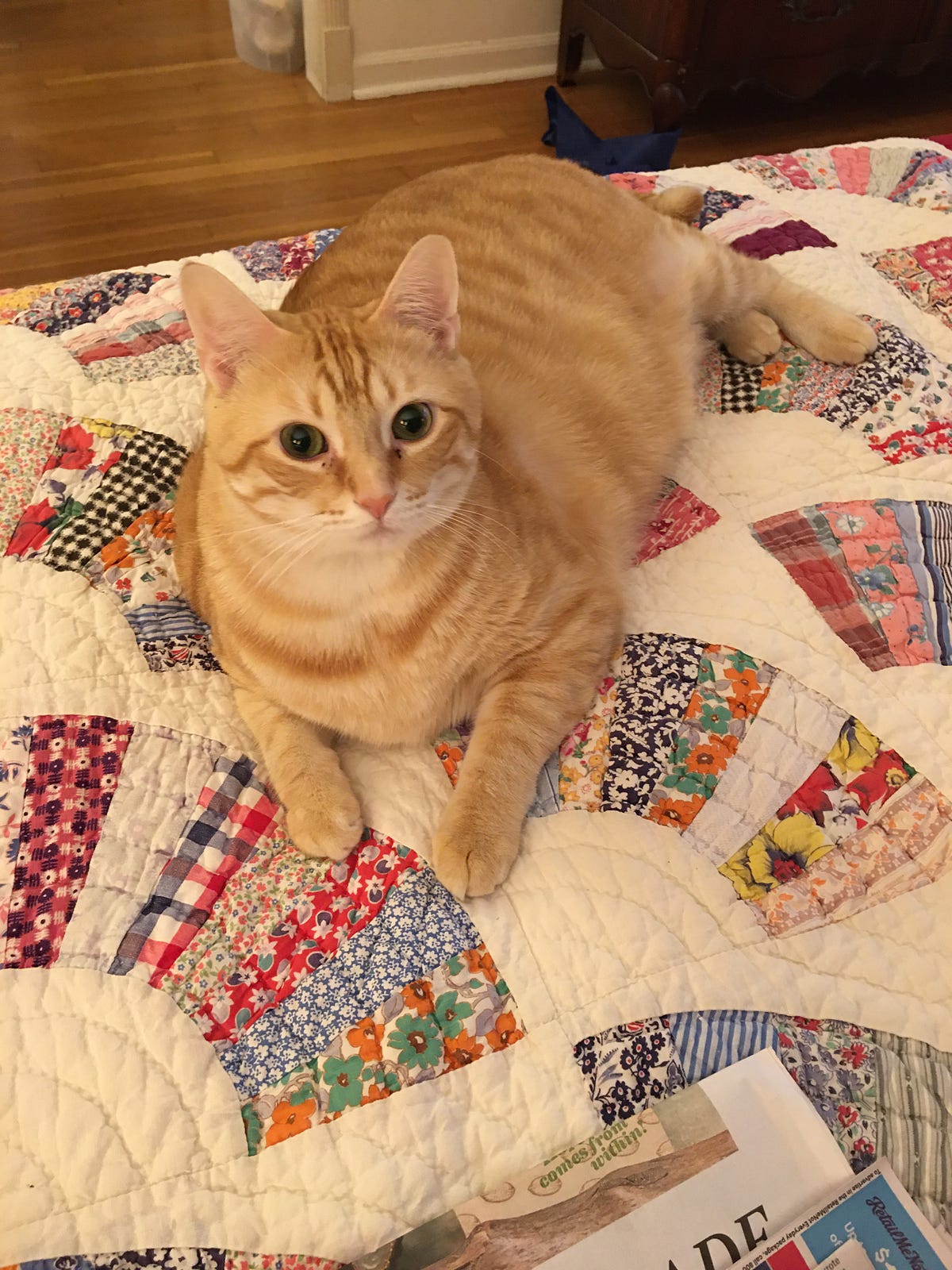 The Fear of Vacuum Cleaners It’s a Phobia Called Zuigerphobia by