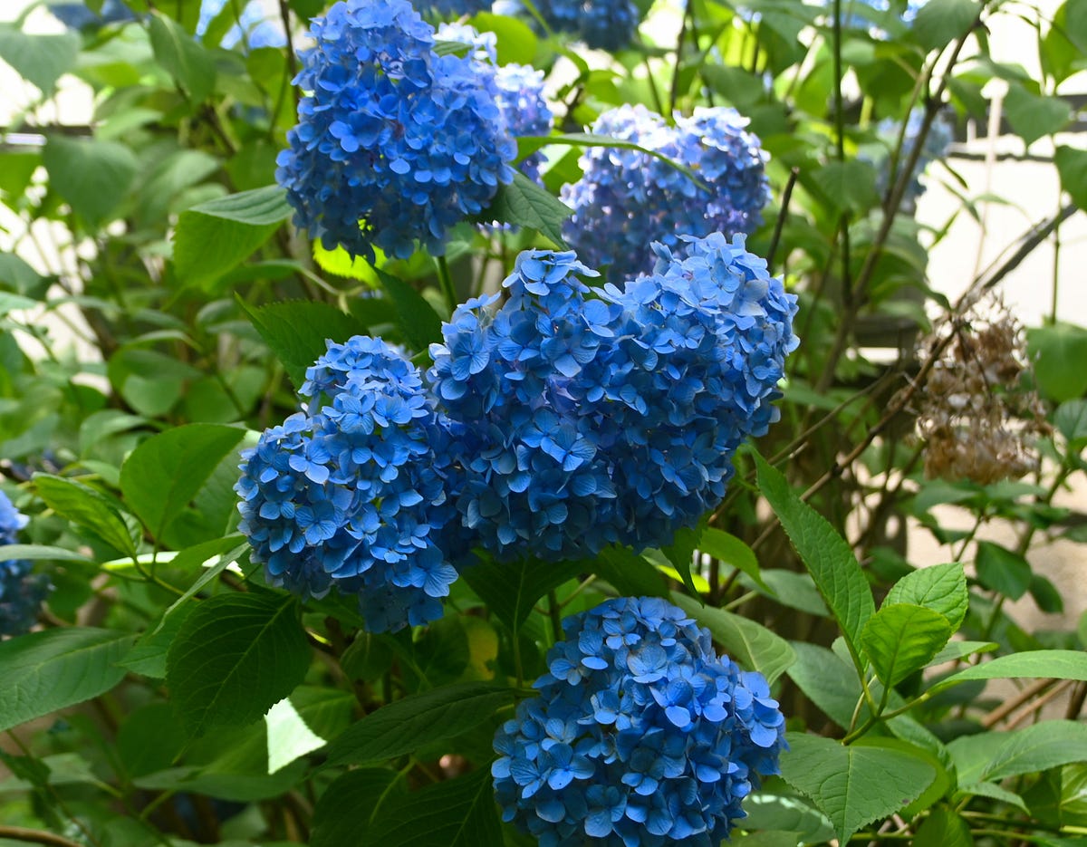 Build a simple address book in Python by James Cooper Medium