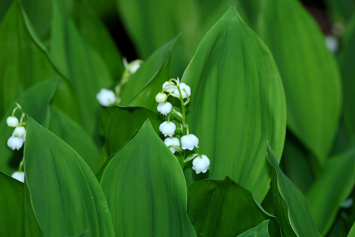 Le Muguet 01 二十三年此刻如窒息的前言一聲怪叫踉蹌高掛禿鷹的冠冕徒留鈴蘭搖曳窗前 By Hsu Karinsu Medium