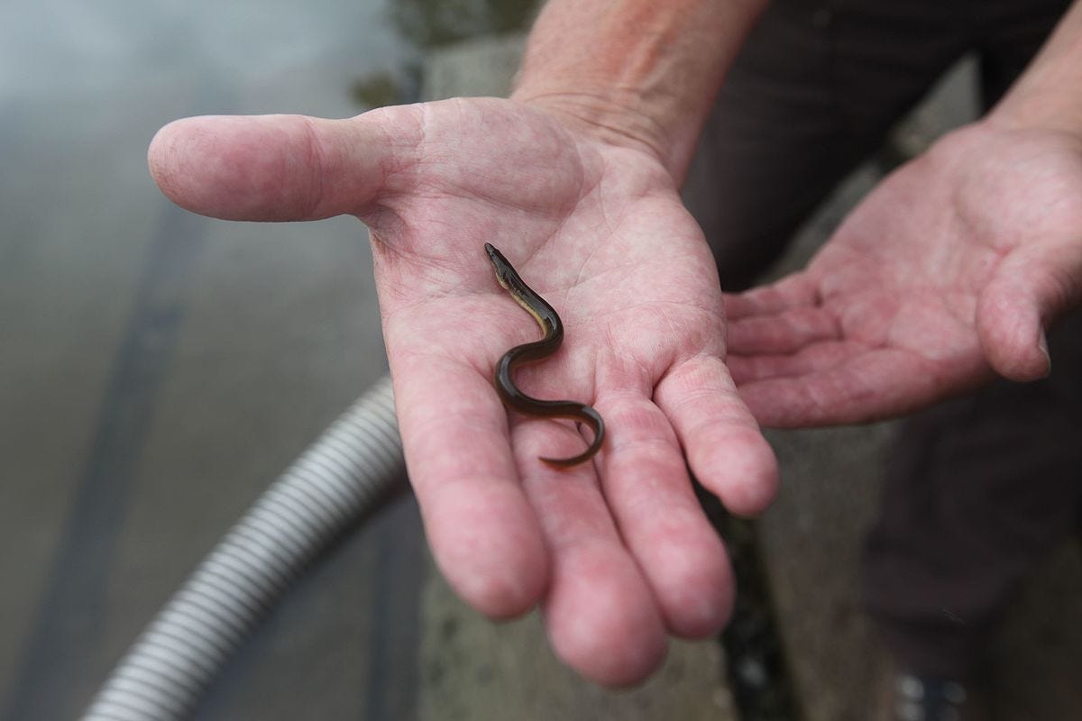 Expensive Taste Is The Global Appetite For Eel Putting By Bridget Macdonald Conserving The 