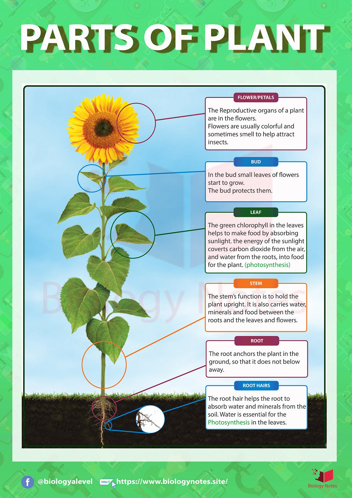 Function of fruit in plants Idea