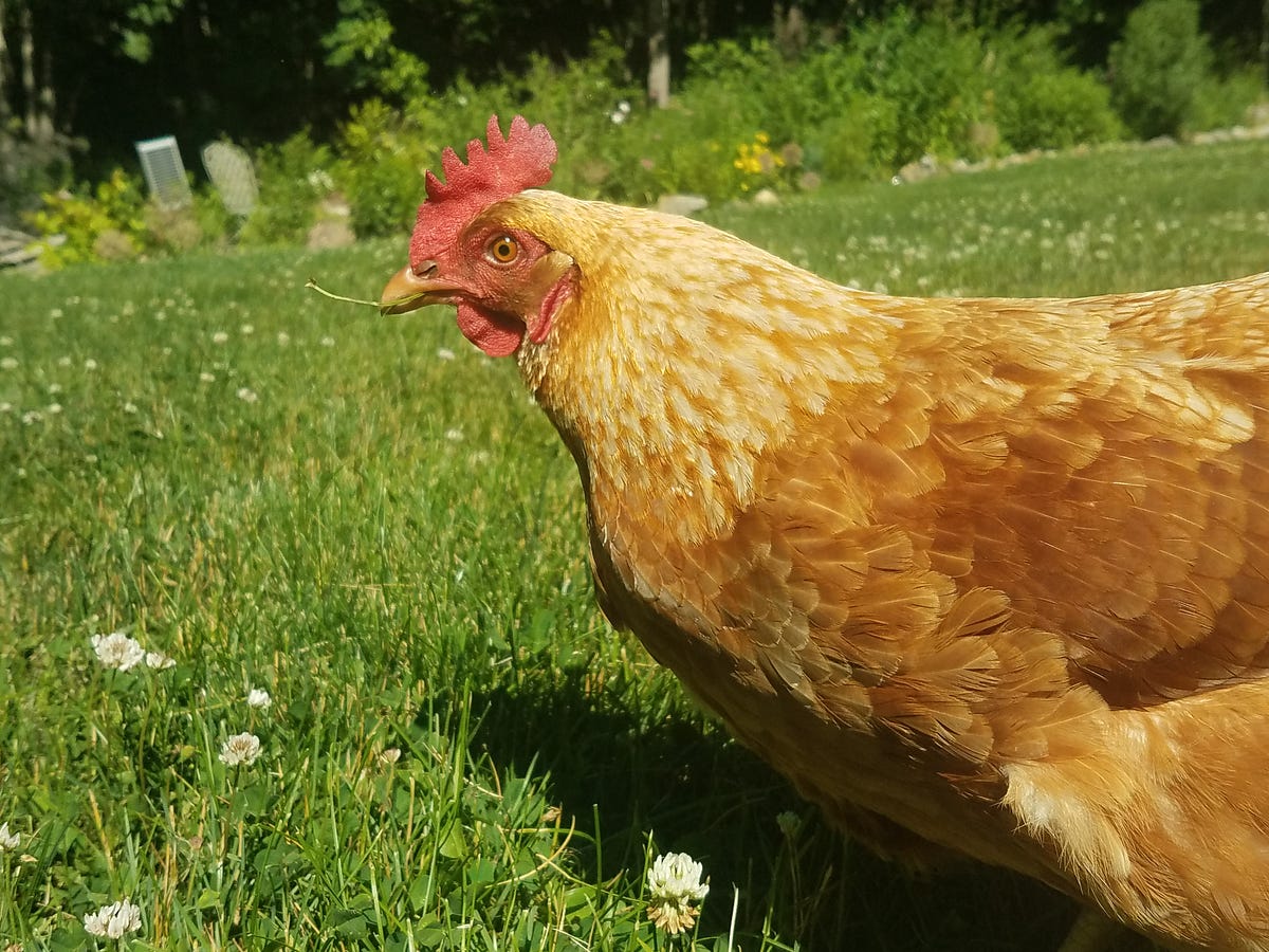 3 Easy Ways To Keep Your Chickens Safe by Zoey Winkler Medium