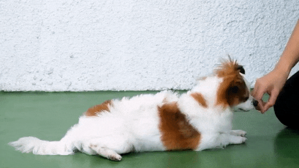 How to teach a dog to roll over in 6 easy steps | DailyDog