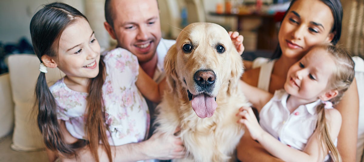 family companion dogs